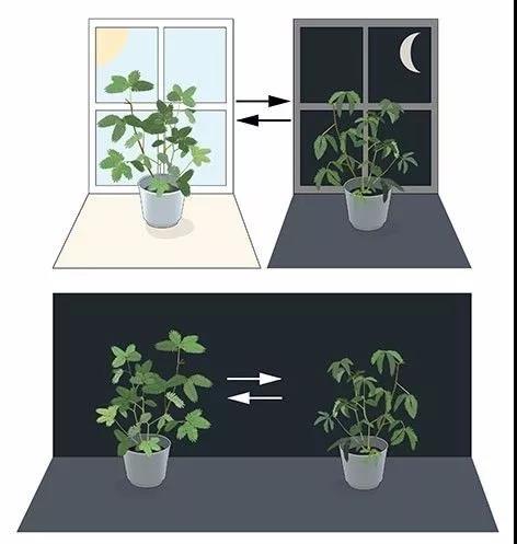 plant rhythm